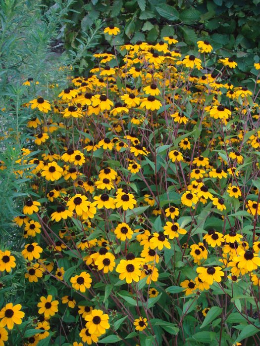 Rudbeckia triloba (2)